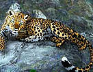 Game - Rescue the Russian Leopard. / &copy;: WWF