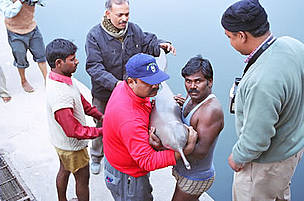Ganges River dolphin being rescued. / ©: WWF-India / Sandeep Behera / ©: WWF-India / Sandeep Behera