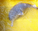 A WWF survey identified less than 2,000 Ganges River dolphins in India's rivers.
