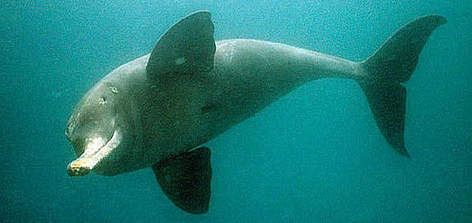 Plataniste or Ganges river dolphin (Platanista gangética), Karnaphuli river, Bangladesh. / ©: WWF-Canon / François Xavier PELLETIER Plataniste or Ganges river dolphin (Platanista gangética), Karnaphuli river, Bangladesh. rel=