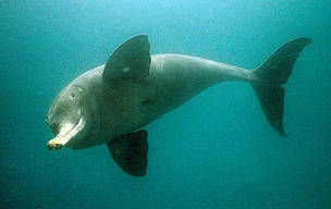 Plataniste or Ganges river dolphin (<i>Platanista gangética</i>), Karnaphuli river, ... / &copy;: WWF-Canon / François  Xavier PELLETIER