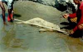 Ganges river dolphin killed as a result of fishing activities. / ©: WWF-India Ganges river dolphin killed as a result of fishing activities. / ©: WWF-India