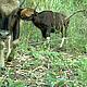 Gaur © FA / WWF