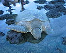 Green turtle (<I>Chelonia mydas</I>), Guinea-Bissau. WWF-Senegal / Frédéric Bambara