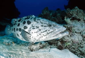 Potato cod (Epinephelus tukula), Great Barrier Reef Marine Park, Queensland, Australia. / ©: WWF-Canon / Jürgen FREUND Potato cod (<i>Epinephelus tukula</i>), Great Barrier Reef Marine Park, Queensland, ... / ©: WWF-Canon / Jürgen FREUND
