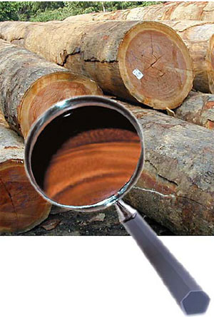 Genetic and chemical
fingerprinting techniques can provide the forest
products industry with a new way to verify the origin of their timber products. - © GERMAN TECHNICAL DEVELOPMENT CO-OPERATION (GTZ)