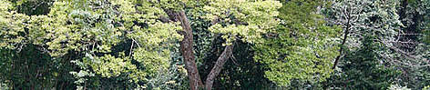 A tree in Kakum National Park tropical rainforest, situated about 60 km from the coast of western ... / ©: Hartmut JUNGIUS / WWF-Canon A tree in Kakum National Park tropical rainforest, situated about 60 km from the coast of western ... rel=