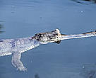 Kashara Gharial Breeding Centre in Royal Chitwan National Park, Nepal, has been very successful in breeding the endangered gharial crocodile.