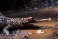 Young False gharial (or gavial), Tomistoma schlegelii. Found in freshwater lakes, rivers & swamps ... / ©: WWF-Canon / Alain COMPOST / ©: WWF-Canon / Alain COMPOST