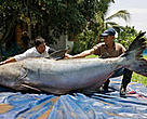 A Giant Mekong catfish caught by local fishermen in Chiang Khong, Thailand, weighed in at 292kg – the largest of its type to be recorded since 1981.