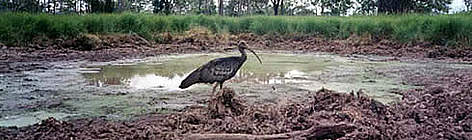 A rare photograph of the giant ibis, caught by a camera trap / ©: WWF-Canon A rare photograph of the giant ibis, caught by a camera trap rel=
