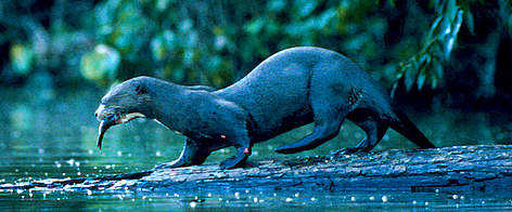 Giant otter (Pteronura brasiliensis), fishing, Manu National Park, Peru. / ©: WWF-Canon / Hartmut JUNGIUS rel=