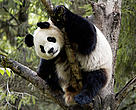 Giant panda in tree, Wolong Nature Reserve, China.