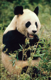  / &copy;: WWF-Canon / Susan A. MAINKA