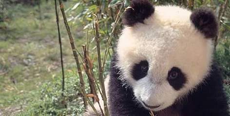 Di Di, an 8 months old male Giant panda, born 5.10.1994 in Wolong, China. Project number: CN0005. / ©: WWF-Canon / Susan A. MAINKA Di Di, an 8 months old male Giant panda, born 5.10.1994 in Wolong, China. Project number: CN0005. rel=