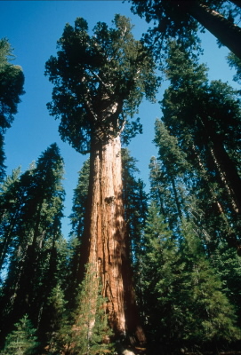 Giant redwood Giant redwood "Gen. Sherman", the World's largest tree, Sequoia National Park, ... / ©: WWF-Canon / Edward PARKER