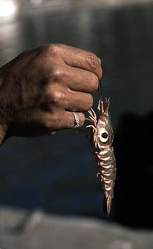  / &copy;: WWF-Canon / Edward Parker