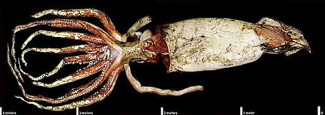 Giant Squid. Photo taken at the National Institute of Water and Atmospheric Research - NIWA, Greta ... / ©: NASA rel=