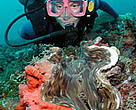 Diver with giant clam.