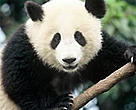 China's Third National Panda Survey attempted to count every single wild giant panda through a combination of arduous fieldwork and sophisticated technology.<BR>