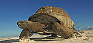 Aldabra giant tortoise (<i>Geochelone gigantea</i>) walking on the beach, Cousine ... / &copy;: WWF-Canon / Martin HARVEY