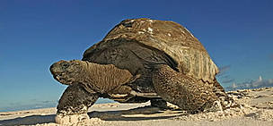 Aldabra giant tortoise (Geochelone gigantea) walking on the beach, Cousine Island, Seychelles. ... / ©: WWF-Canon / Martin HARVEY Aldabra giant tortoise (<i>Geochelone gigantea</i>) walking on the beach, Cousine ... / ©: WWF-Canon / Martin HARVEY