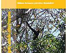 Status and habitat of Yellow-cheeked Crested Gibbon in Mondulkiri.
