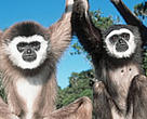 White-handed gibbons, one of seven gibbon species under threat in Indonesia.