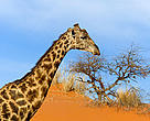 Giraffe (<i>giraffa camelopardalis</i>), Nambia.