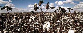 Cotton field Mato Grosso, Brazil. / &copy;: WWF-Canon / Michel Gunther