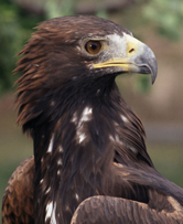  / &copy;: WWF-Canon / John S. MITCHELL