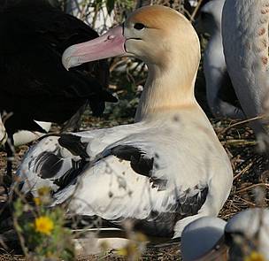 The short-tailed albatross or Steller's albatross, (Phoebastria albatrus) was almost hunted to ... / ©: Caleb Slemmons Short-tailed albatross or Steller's albatross, (Phoebastria albatrus). / ©: Caleb Slemmons