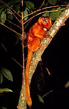  / &copy;: WWF-Canon / Juan PRATGINESTOS