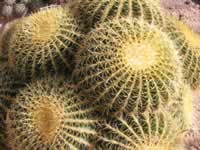 Golden barrel cactus. Tucson, Arizona, US. / ©: WWF-Canon / Jo Benn / ©: WWF-Canon / Jo Benn