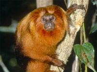 The golden lion tamarin (Leontopithecus rosalia) is just one of the unique inhabitants of the ... / ©: WWF-Canon / Juan Pratginestos / ©: WWF-Canon / Juan Pratginestos