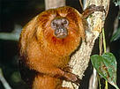 The golden lion tamarin is just one of many unique inhabitants of the Atlantic Forest. / ©: WWF-Canon / Juan Pratginestos / ©: WWF-Canon / Juan Pratginestos