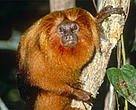 The golden lion tamarin (<I>Leontopithecus rosalia</I>) is just one of the unique inhabitants of the Atlantic Forest.<BR>
