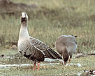The Lesser White-fronted Goose (<i>Anser erythropus</i>).