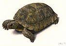 / &copy;: WWF-Canon / Urs WOY