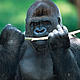 &copy; Martin HARVEY / WWF-Canon