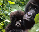 A mountain gorilla and her young. Virunga National Park is home to more than half the world's 700 remaining mountain gorillas — one of the world's most critically endangered species.