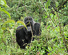 Habituated silverback mountain gorilla