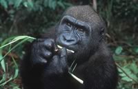 Western Lowland Gorilla (Gorilla gorilla gorilla) - © WWF-Canon / Martin Harvey