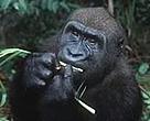 Western Lowland Gorilla (Gorilla gorilla gorilla)