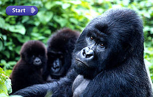 Mountain gorillas, Virunga National Park, Democratic Republic of Congo.