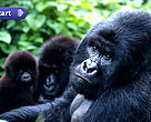 Mountain gorillas, Virunga National Park, Democratic Republic of Congo.
