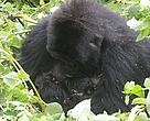 Mother gorilla Ruvumu with her twins, a boy and a girl