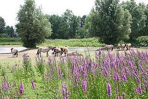 Konik horses grazing at Gelderse Poort, the Netherlands / ©: Ark Nature / ©: Ark Nature
