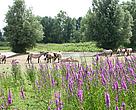 Konik horses grazing at Gelderse Poort, the Netherlands