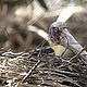 Greater adjutant have so far not been reliably recorded in Cambodia's Eastern Plains Landscape, but globally significant population exist around Cambodia's Tonle Sap lake and in northern Cambodia. © David Lawson / WWF-UK